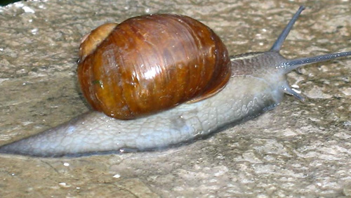 Come allevare helix aperta