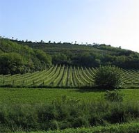 Merlot dei Colli Berici