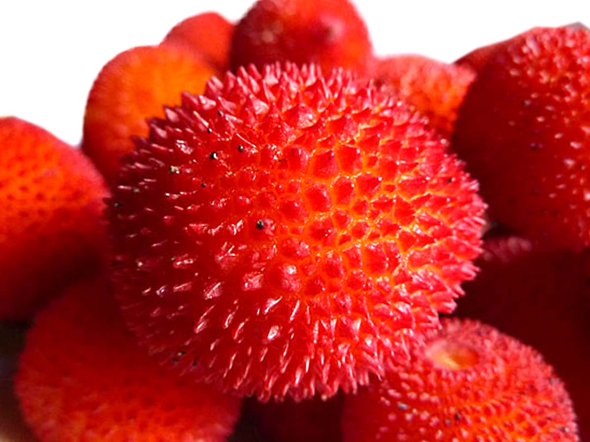 Il corbezzolo Pianta, frutti, proprietà e usi Alimentipedia.it