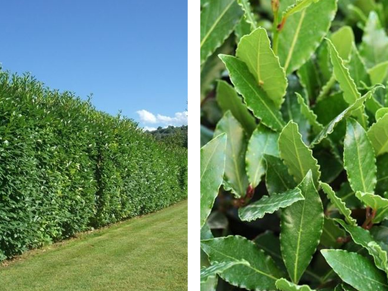 Alloro Laurus nobilis - Uso, simbologia, proprietà