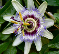 Fiore di passiflora