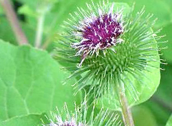 Fiori di bardana