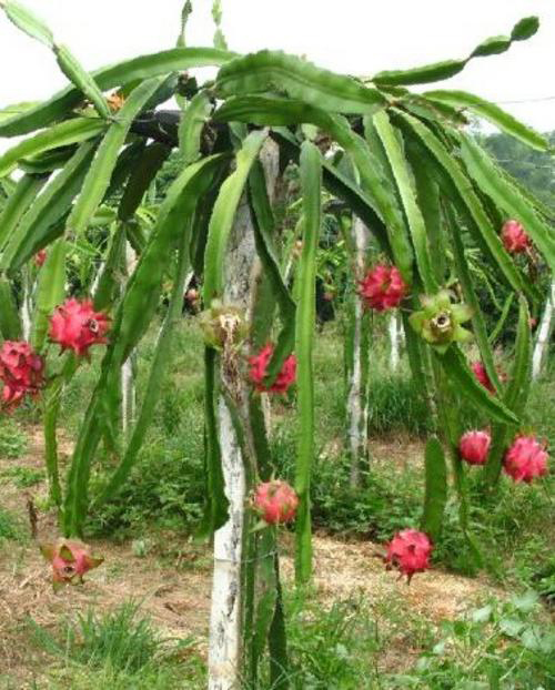 pitaya pianta