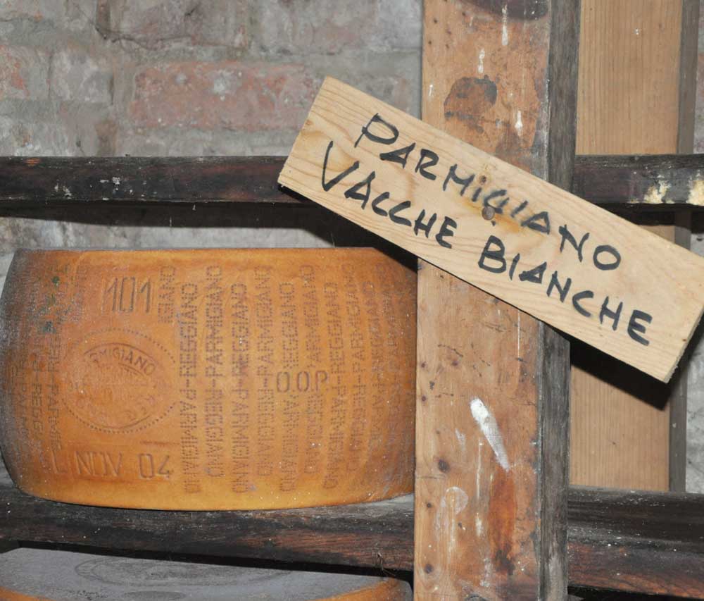 Parmigiano vacche bianche