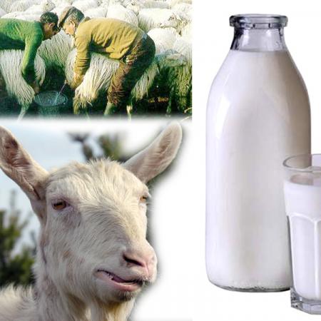 Latte di capra
