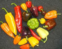 Varietà di peperoni