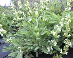 Salvia Albiflora