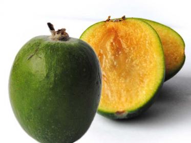 1 PIANTA FEIJOA SELLOWIANA Pineapple Guava proprietà antiossidanti benefiche 