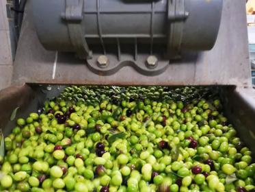 Olive olio Bio Angimbe