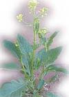  Sinapsis species o Brassica species