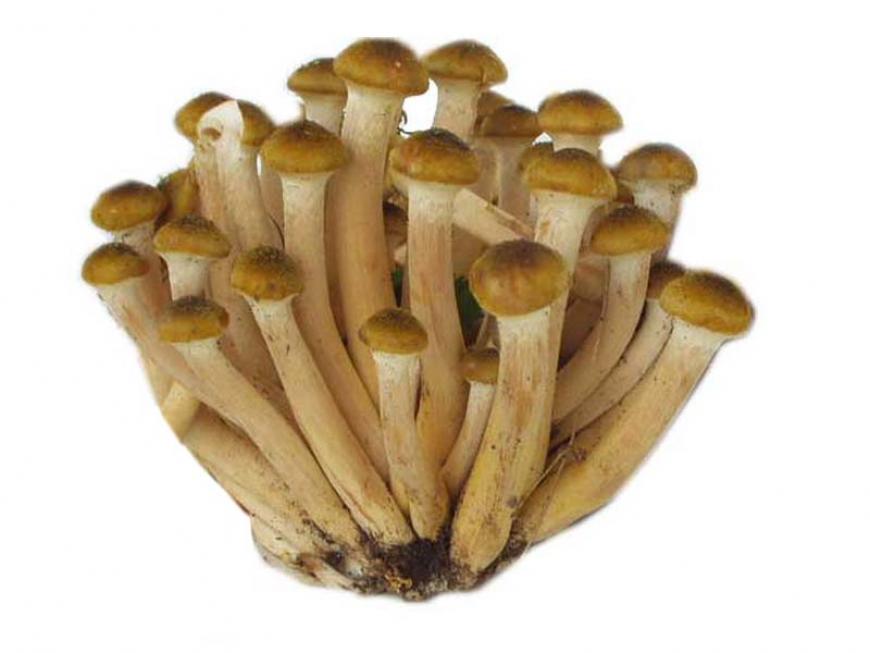 Funghi Chiodini o famigliole. Uso e descrizione | Alimentipedia.it