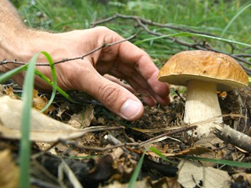 Come si raccolgono i funghi