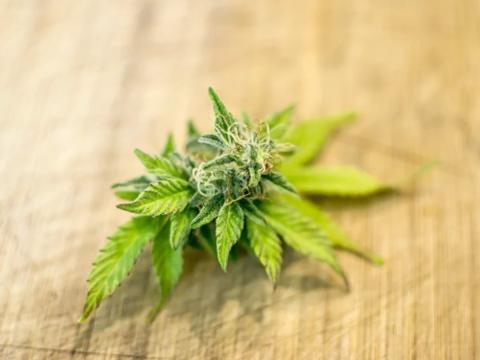 Cannabis: il nuovo super cibo dall'alto valore nutraceutico