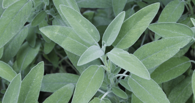 Salvia, erba aromatica