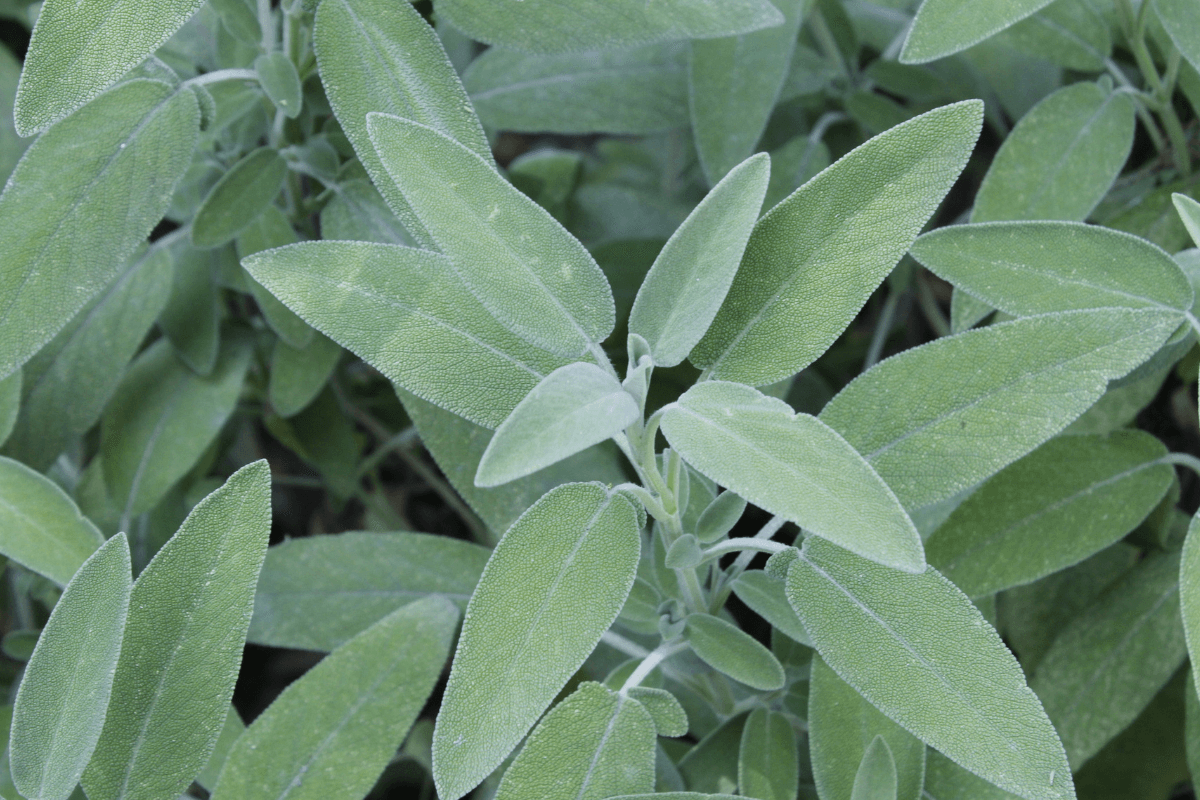 Salvia