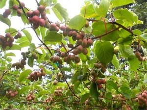 Actinidia Arguta, pipanta dei baby kiwi o Nergi