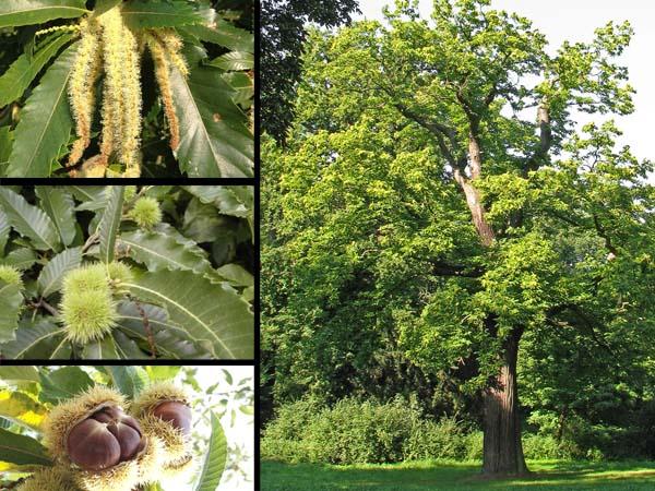 Castagno (Castanea sativa)
