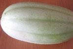 Cetriolo Carosello Bianco Barese