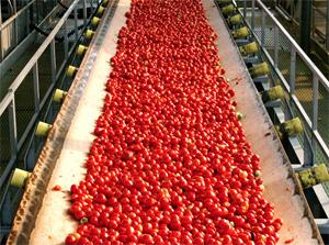 Pomodori per concentrato