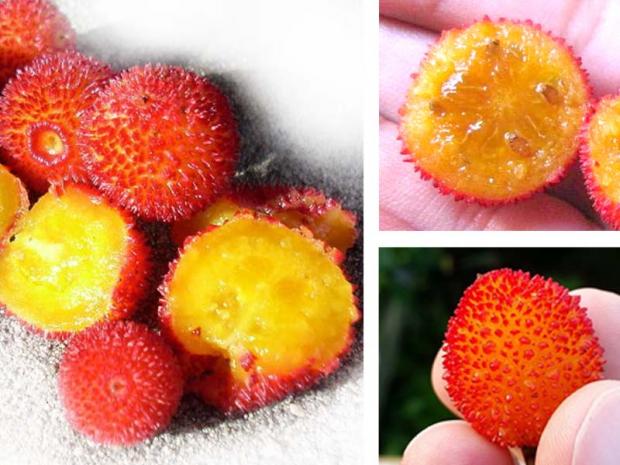 Frutti del corbezzolo