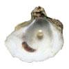 Ostrica perlifera (Pinctada margaritifera).
