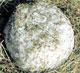 Ricotta marzotica pugliese