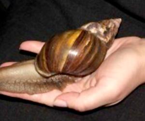 Achatina fulica