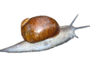 Lumaca Helix aperta