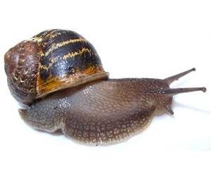 Lumaca Helix aspersa