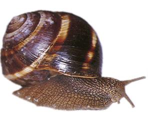 Lumaca Helix lucorum