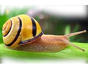 Lumaca Helix numoralis