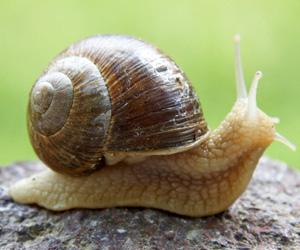 Lumaca Helix Pomatia