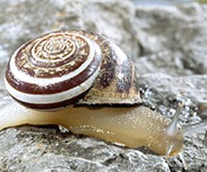 Lumaca Helix vermiculata