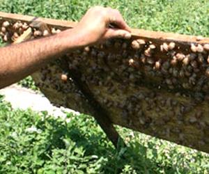 Elicicoltura: allevameno lumache