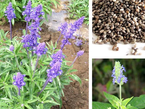 Salvia Hispanica