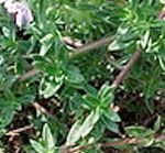 Thimus erba barona