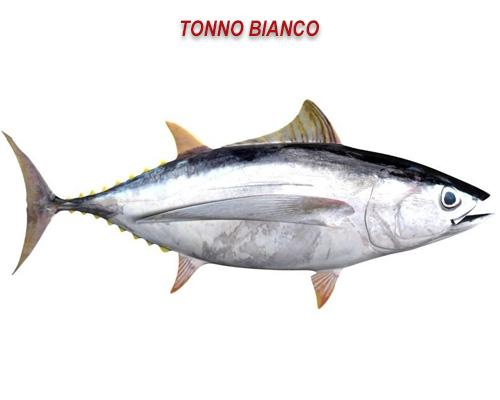 Tonno bianco