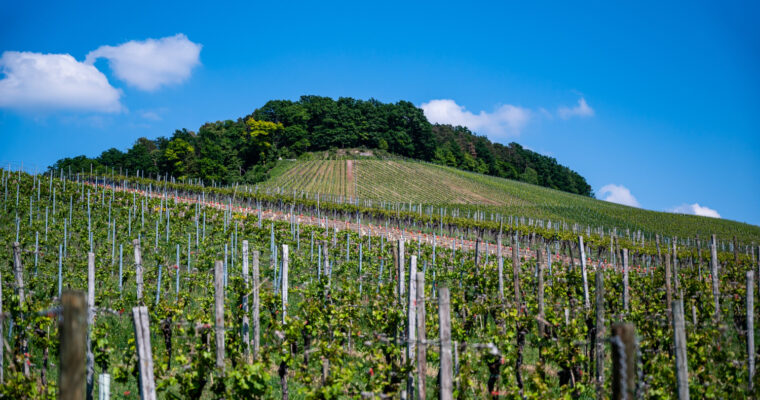 Franciacorta: il metodo classico italiano che racconta un territorio, un’uva, uno stile