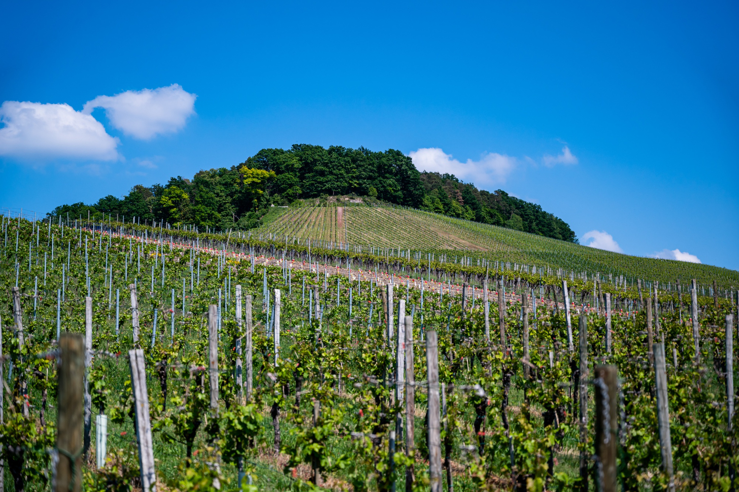 Franciacorta: il metodo classico italiano che racconta un territorio, un’uva, uno stile