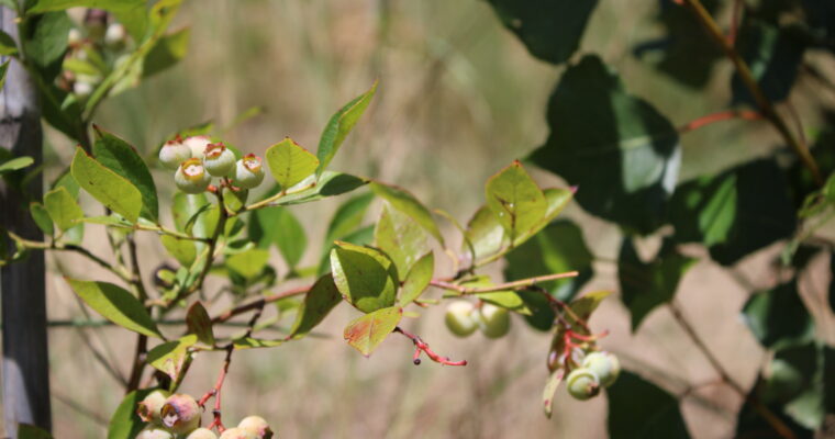 Semi di Tuscia: la food forest che cresce sulle rive del Lago di Bolsena