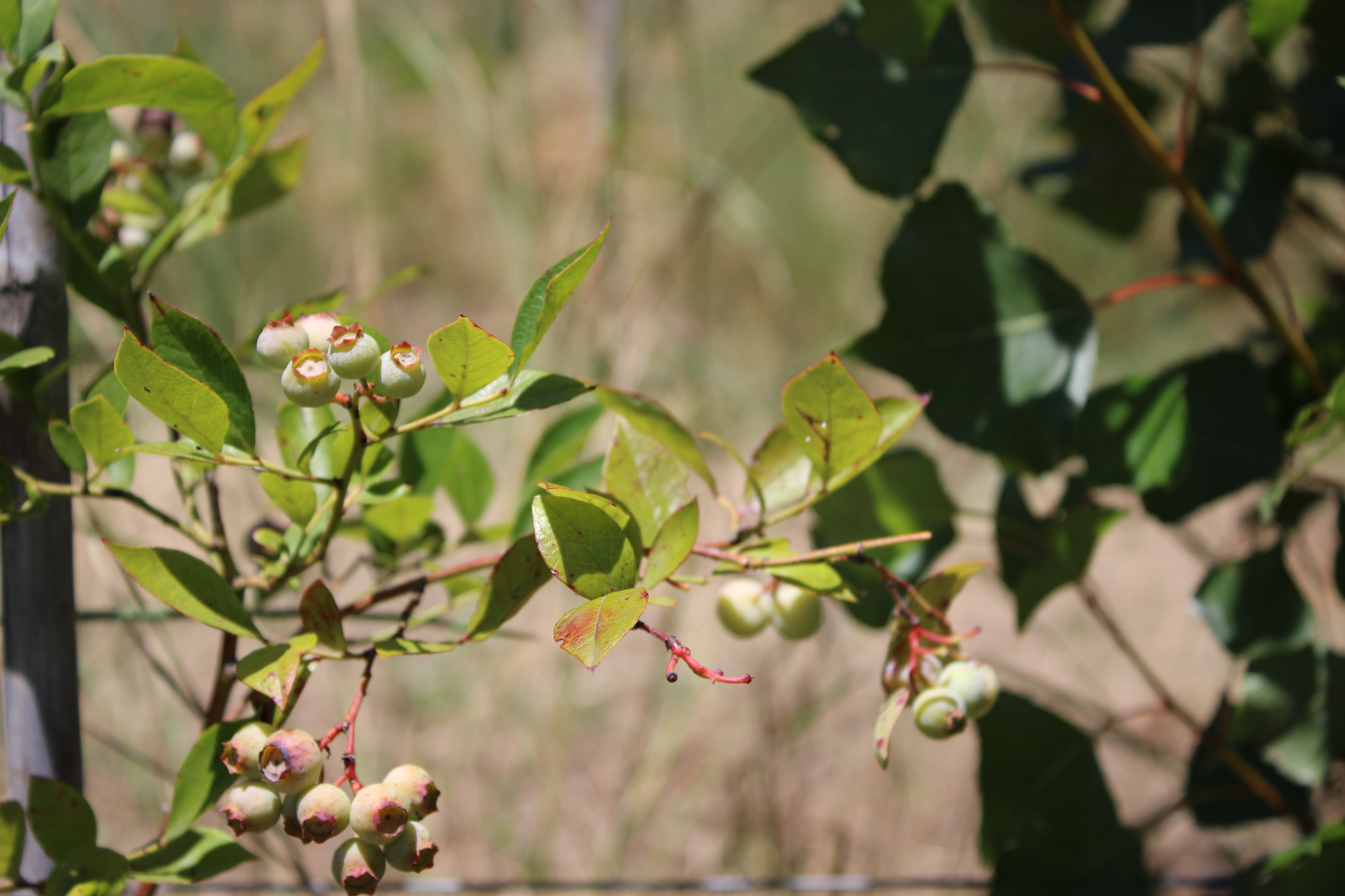 Semi di Tuscia: la food forest che cresce sulle rive del Lago di Bolsena