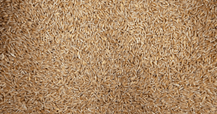 Come cucinare il farro perlato