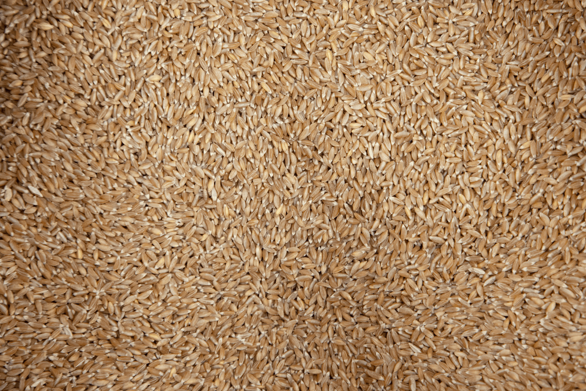 Come cucinare il farro perlato