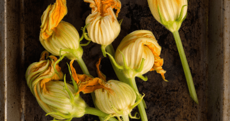 Fiori di zucca