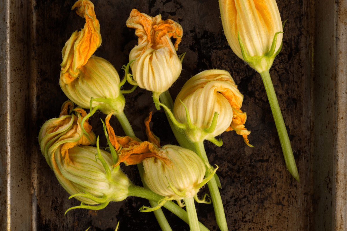 Fiori di zucca