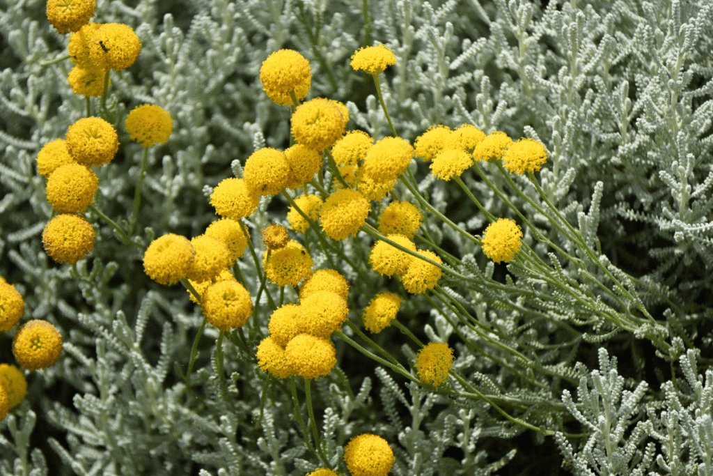 Santolina in fiore