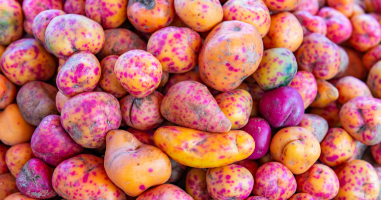 Olluco, il tubero colorato delle Ande: proprietà, benefici e come usarlo in cucina