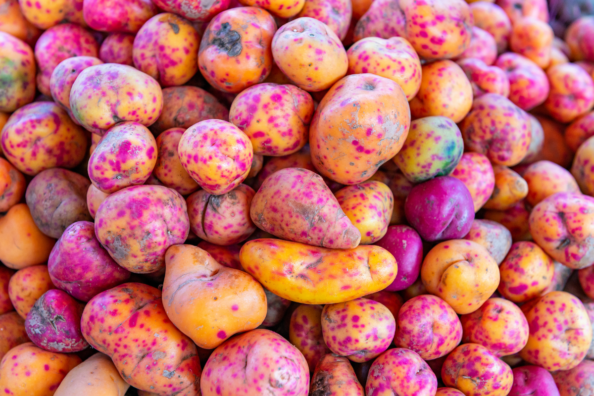Olluco, il tubero colorato delle Ande: proprietà, benefici e come usarlo in cucina