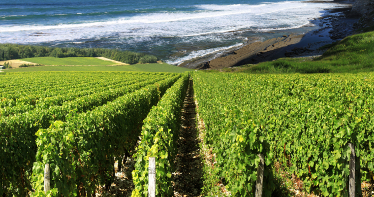 Le isole del vino dove il mare incontra vigneti, tradizioni e grandi etichette