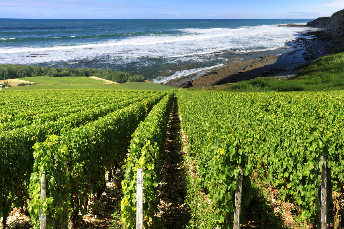 Le isole del vino dove il mare incontra vigneti, tradizioni e grandi etichette